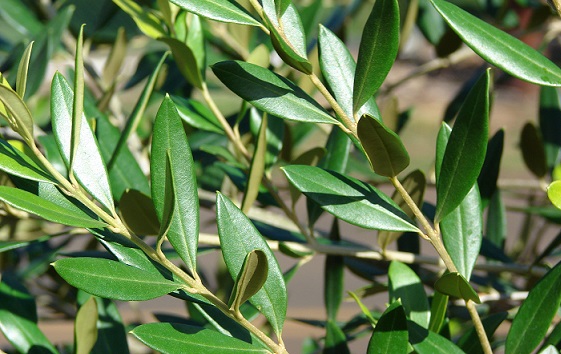 Dried & Fresh Organic Leaves